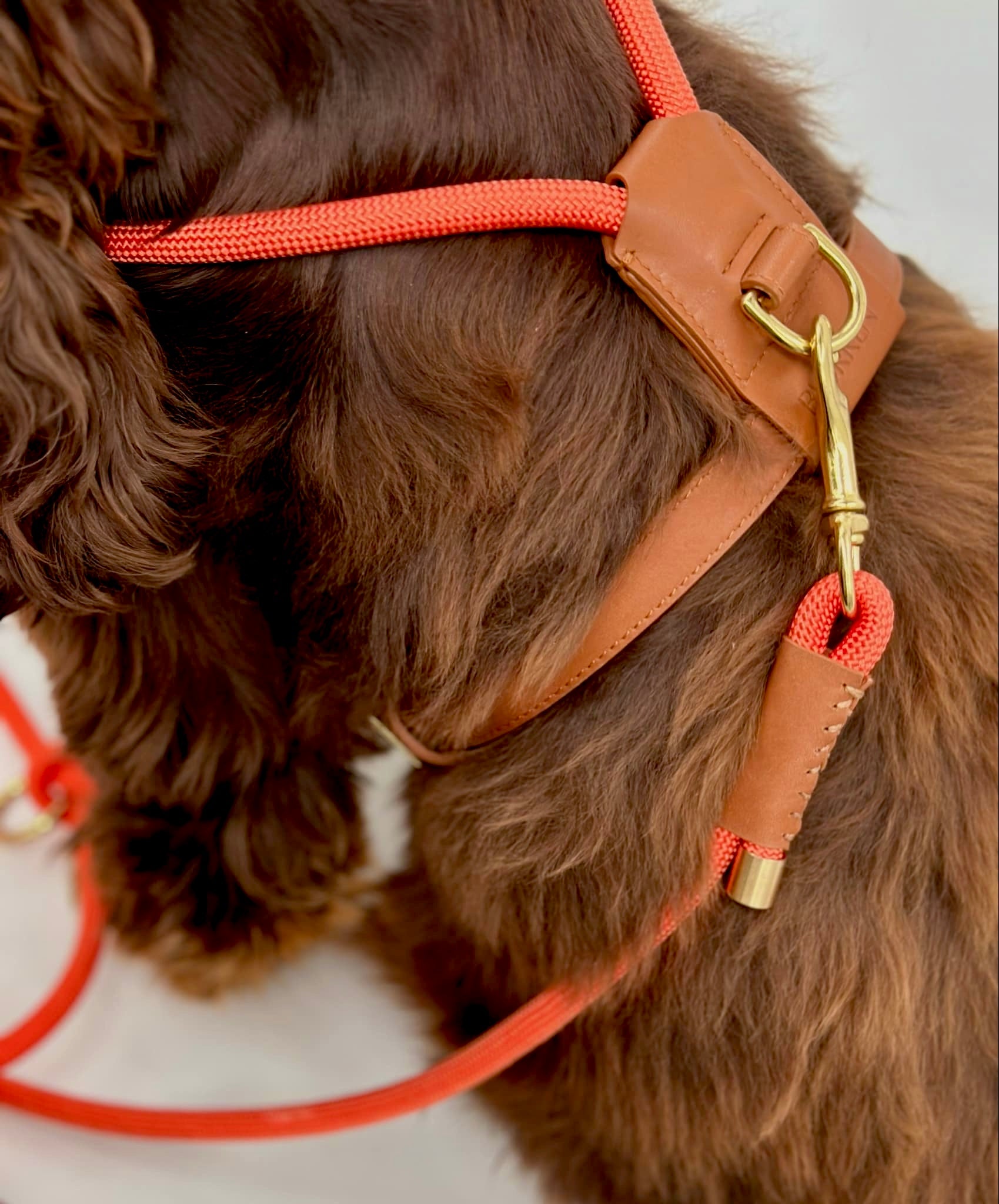 Bjorken™ harness - Orange