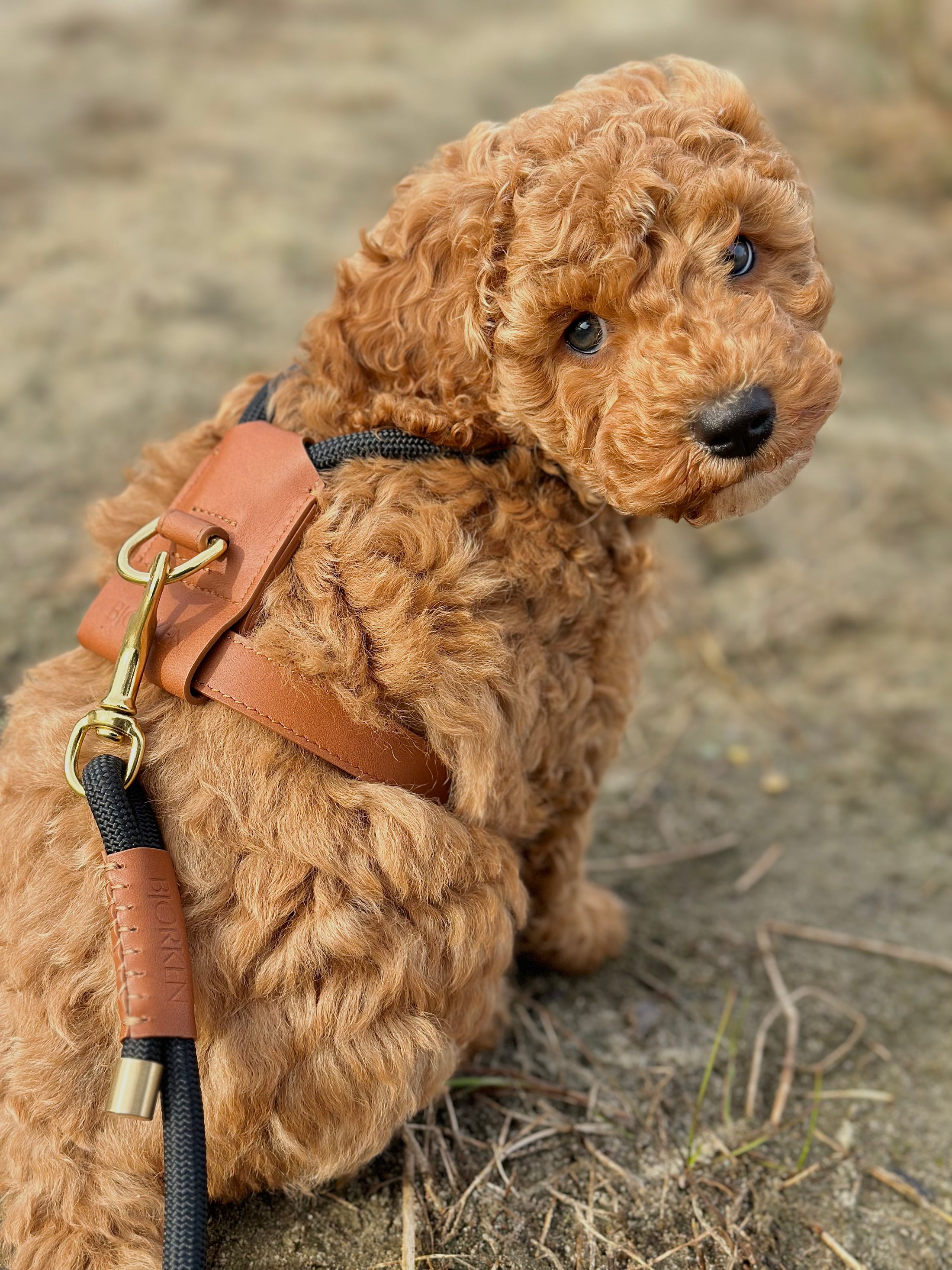 Bjorken™ Harness - Black