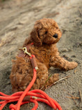 Load image into Gallery viewer, Bjorken™ dog leash - Orange Limited
