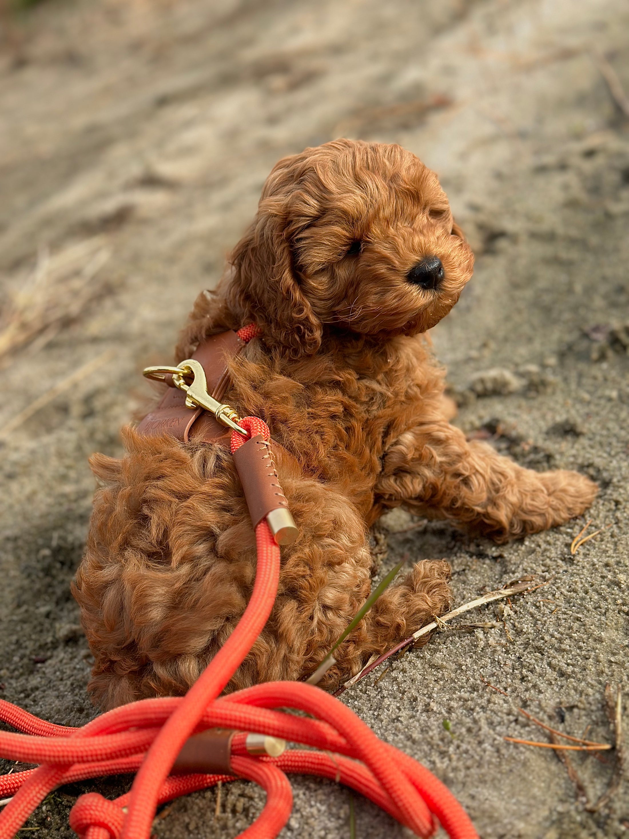 Bjorken™ dog leash - Orange Limited